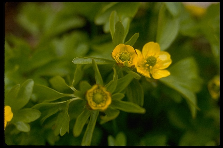 صورة Ranunculus eschscholtzii Schltdl.