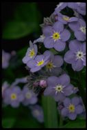 Image of forget-me-not