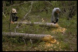 Image of American Beaver