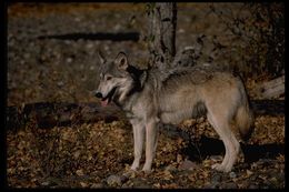 Image of gray wolf