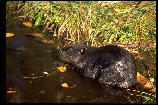 Image of American Beaver