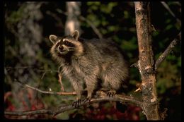 Image of Northern Raccoon