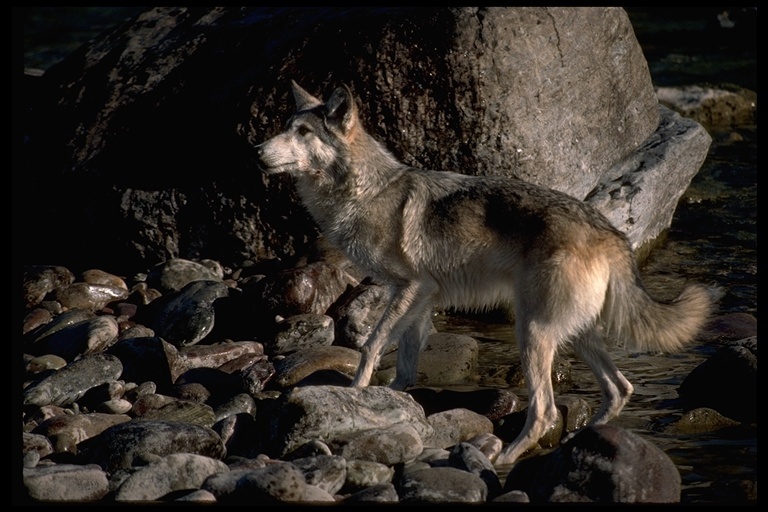 Image of gray wolf