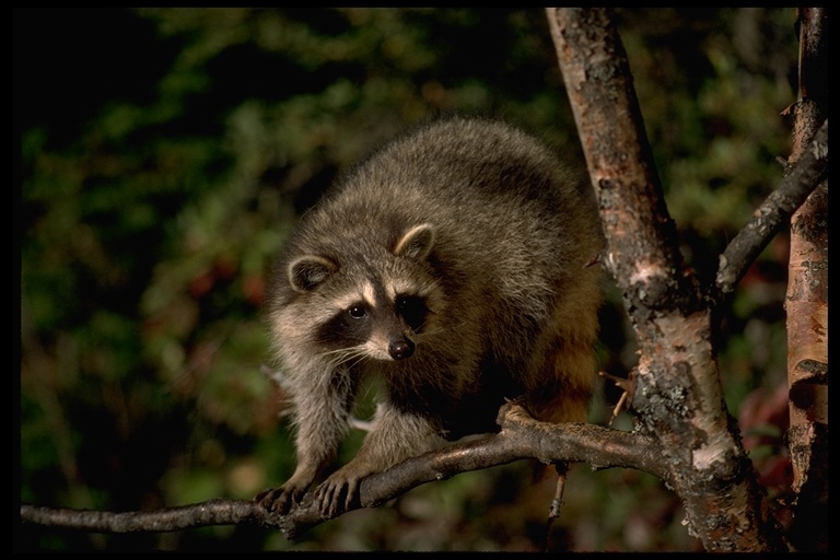 Image of Northern Raccoon