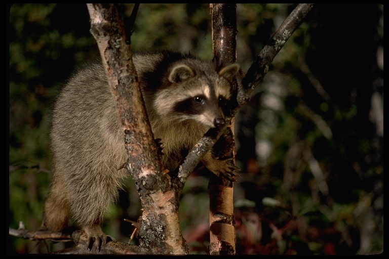 Image of Northern Raccoon