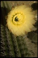 Image de Echinopsis chiloensis (Colla) H. Friedrich & G. D. Rowley