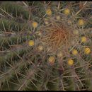 Image of <i>Ferocactus stainesii</i>