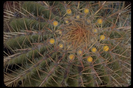 Image of <i>Ferocactus stainesii</i>