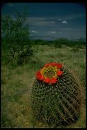 Image de Ferocactus wislizeni (Engelm.) Britton & Rose