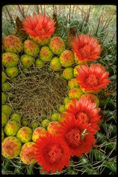 Image de Ferocactus wislizeni (Engelm.) Britton & Rose