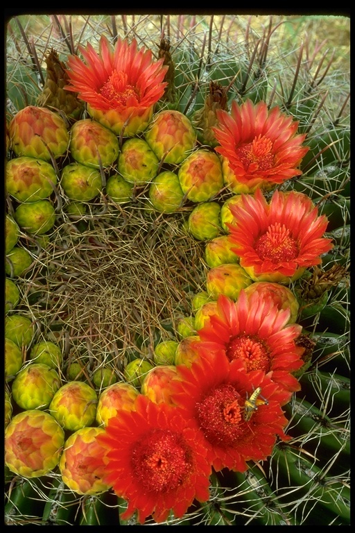 Image de Ferocactus wislizeni (Engelm.) Britton & Rose