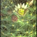 Image of <i>Mammillaria wildii</i>