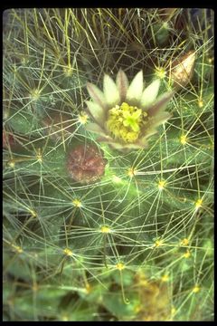 Image of <i>Mammillaria wildii</i>