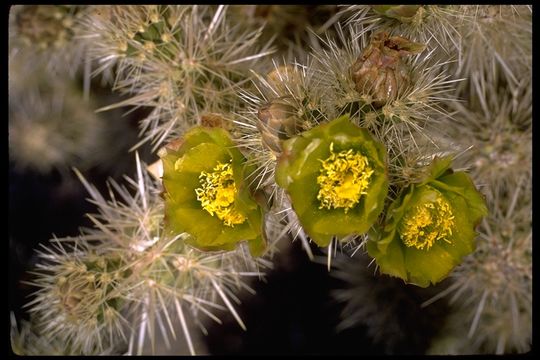 Image of Wiggins' cholla