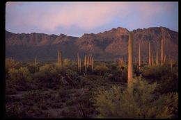 Image of Saguaro Cactus