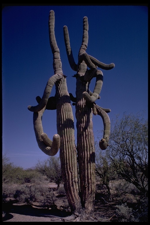 Image of Saguaro Cactus