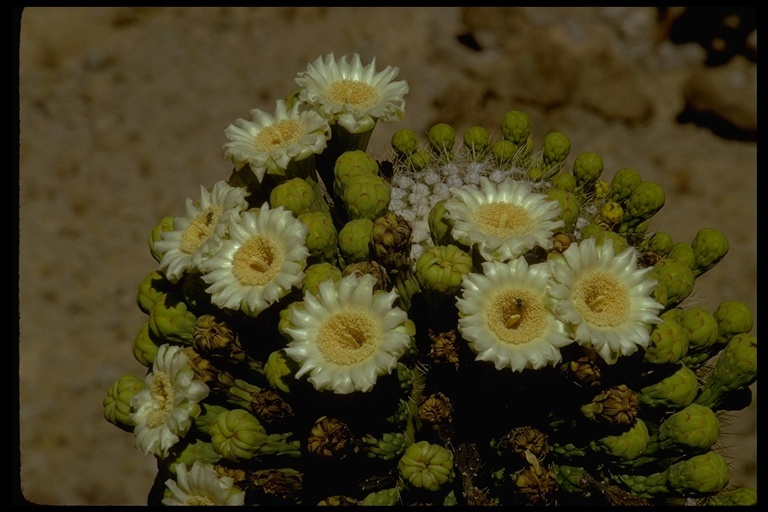 Plancia ëd Carnegiea gigantea (Engelm.) Britton & Rose