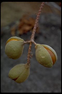 Aesculus californica (Spach) Nutt. resmi