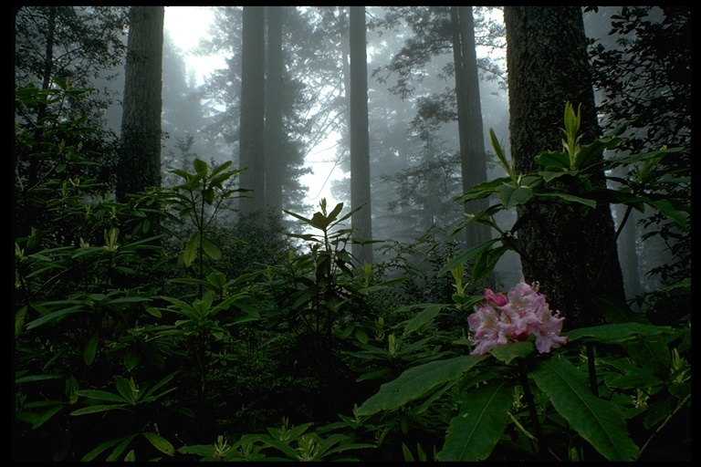 Imagem de Rhododendron macrophyllum D. Don ex G. Don