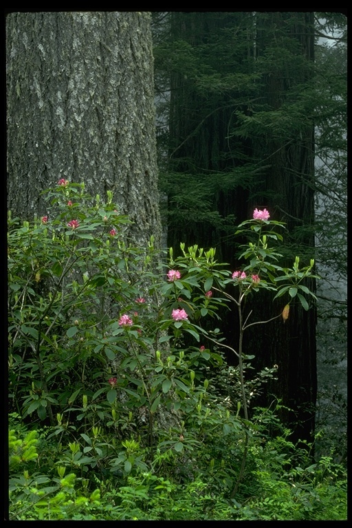 Imagem de Rhododendron macrophyllum D. Don ex G. Don