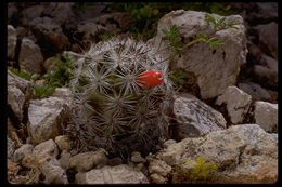 Image de Mammillaria grahamii Engelm.