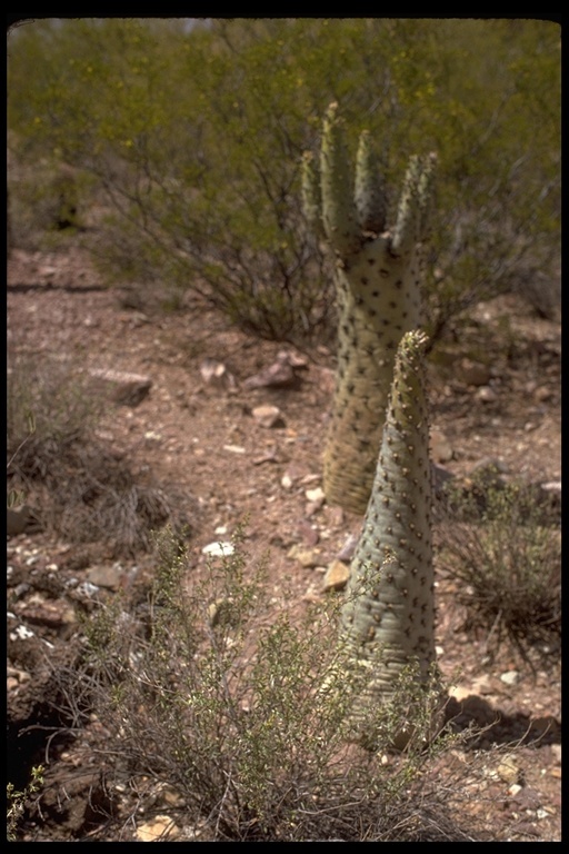 Imagem de Fouquieria columnaris Kellogg ex Curran