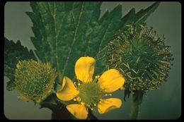 Image of Bigleaf Avens