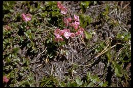 Imagem de Kalmia polifolia Wangenh.