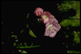 Imagem de Kalmia polifolia Wangenh.