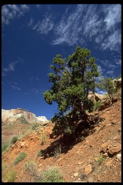 Image of Bigberry Juniper