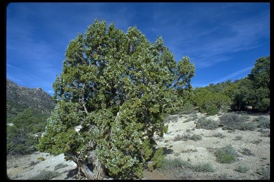 Juniperus osteosperma (Torr.) Little的圖片