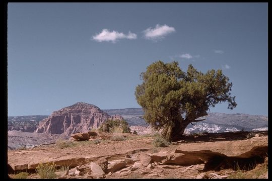 Image of Bigberry Juniper