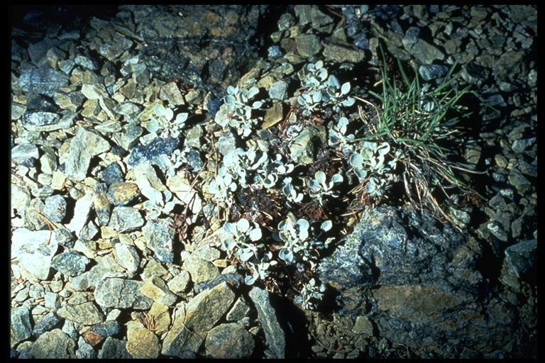 Image of Trinity buckwheat