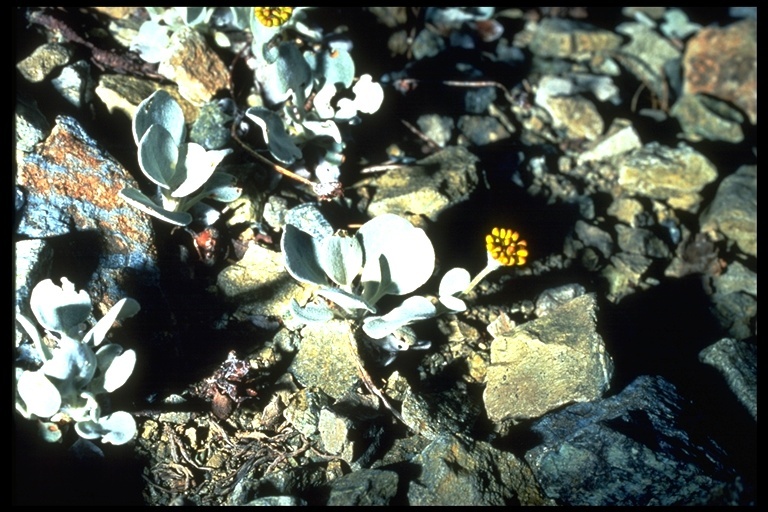 Image of Trinity buckwheat