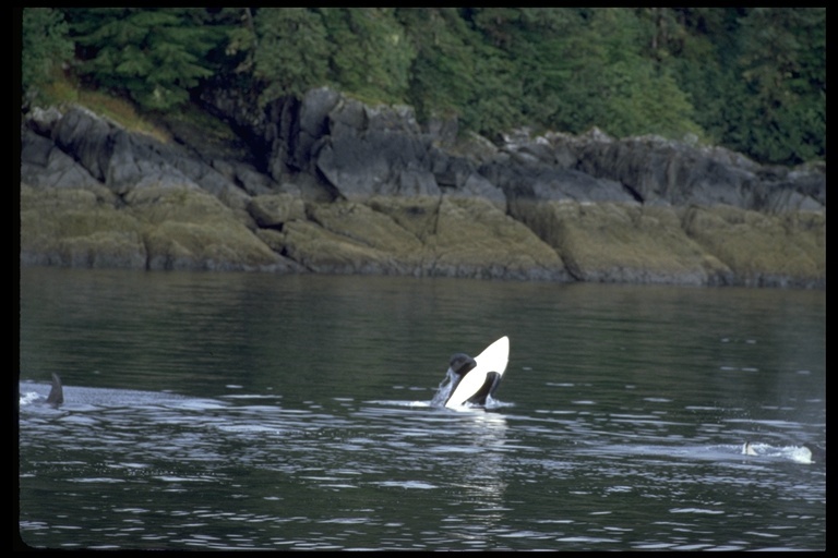 Plancia ëd Orcinus orca (Linnaeus 1758)