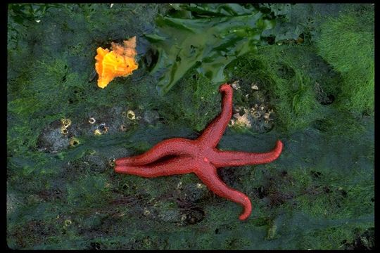 Image of Pacific blood star