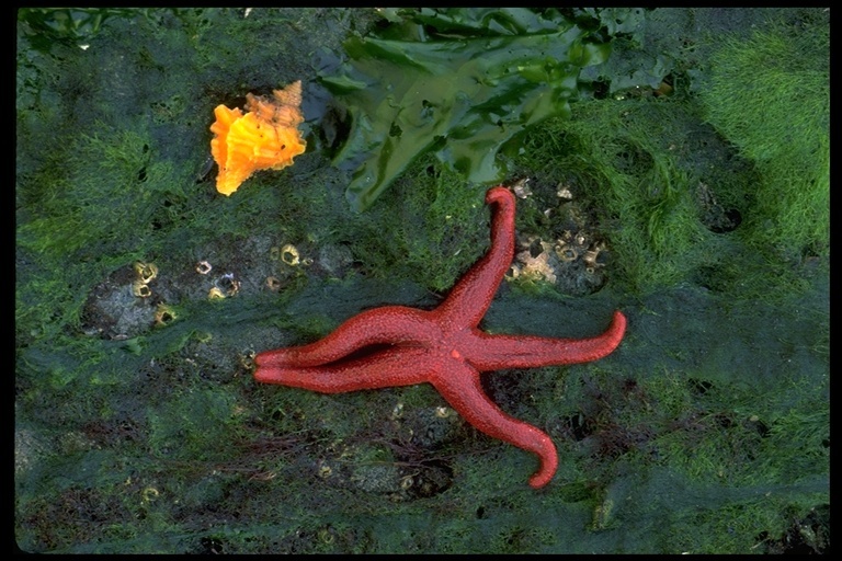 Image of Pacific blood star