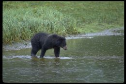 Image of grizzly bear