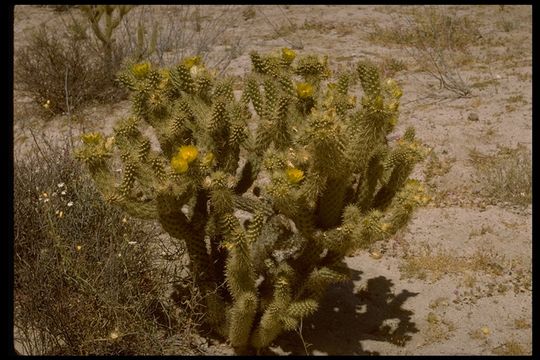 Image of Gander's buckhorn cholla