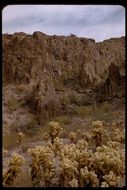 Image of teddybear cholla