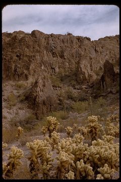 Image of teddybear cholla