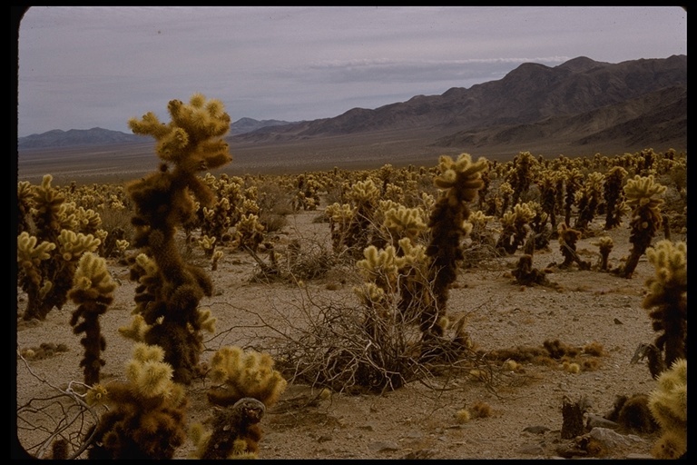 Image of teddybear cholla