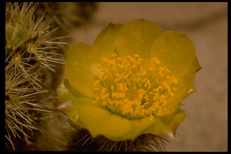 Image of Gander's buckhorn cholla