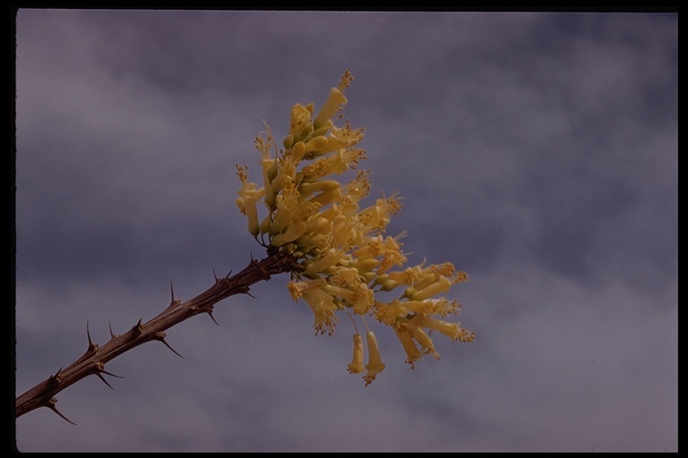 Image of ocotillo