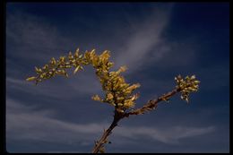 Image of ocotillo