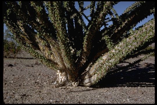 Image of ocotillo