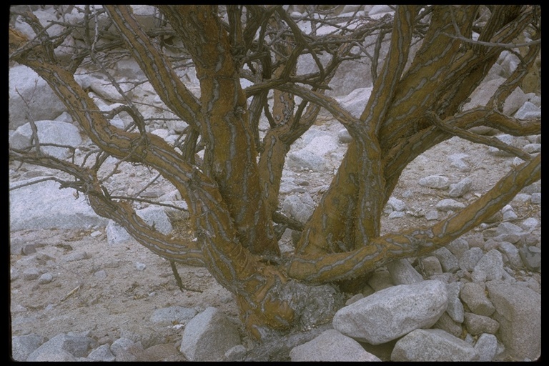 Image of Adam's tree
