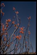 Image of ocotillo