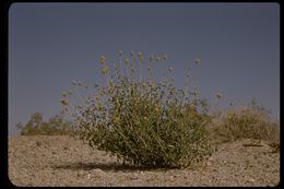 Image of button brittlebush