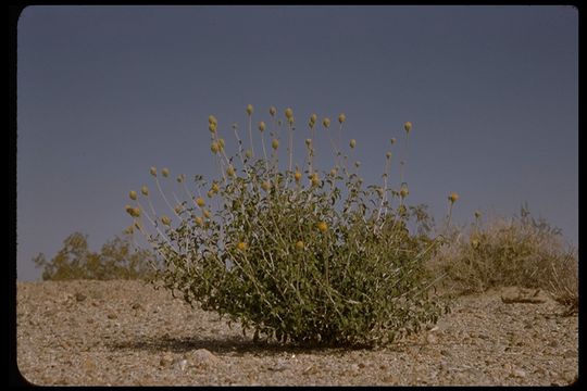 Sivun Encelia frutescens (A. Gray) A. Gray kuva